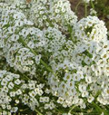 1000 Seeds Alyssum Snow Cloth White Ground Cover, Deer & Drought Resistant, Non-GMO, Sweet Alyssum, Low Maintenance