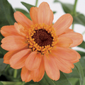 Profusion Apricot Zinnia Seeds – 100+ Seeds – Compact Hybrid with Soft Apricot Blooms for Garden Beds, Pollinator Spaces, and Containers