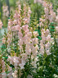 Appleblossom Snapdragon Seeds (Antirrhinum majus) | 1000+ Seeds | Soft Pastel Blooms for Garden & Borders