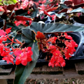 Angel Wing Begonia - Torch Red | Tropical Houseplant in 4" Pot | Vibrant Indoor Plant | Easy Care Live Plant for Home or Office