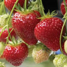 25 Bare Root Albion Strawberry Plants | Day Neutral Fragaria x ananassa