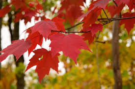 Acer rubrum Northern 10 Seeds – Red Maple Tree – Cold Hardy Shade Tree with Brilliant Red Fall Foliage, Fast Growing, Native to North America