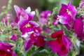 Floral Showers Purple Snapdragon Seeds (Antirrhinum majus) | 1000+ Seeds | Compact Purple Blooms for Garden & Containers