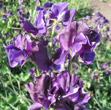 Mammoth Navy Sweet Pea Seeds – 50+ Deep Blue Blooms – Climbing Vine for Trellises, Arches, Cottage Gardens & Bouquets – USA