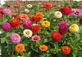 100 Seeds Zinnia SUPER CACTUS Giant Mix, Non-GMO, Huge Blooms, Butterflies, Vibrant Garden Flowers, Easy to Grow, Annual Flowers