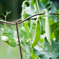 Pea Snow Dwarf Sugar Grey Seeds – 5g for Planting, Heirloom Variety, Sweet & Crisp, High Yield, Cold Hardy, Garden Container