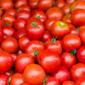 10 Seeds Early Girl Tomato (F1 Hybrid) – Fast-Maturing, Sweet, and Juicy Tomato Variety