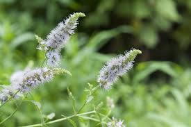 Spearmint Herb Seeds – 30mg for Planting, Refreshing Mint Flavor, Hardy Perennial, Great for Teas, Cooking, and Fragrant Gardens