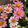 Profusion Cherry Bicolor Zinnia Seeds – 100+ Seeds – Compact Summer Blooms for Pollinator Gardens, Containers, and Borders – USA