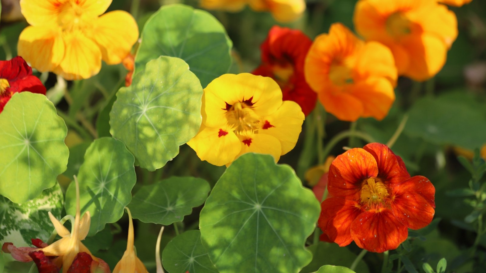 Tropaeolum majus Alaska Gold Nasturtium Seeds – 50+ Vibrant Yellow Blooms & Variegated Foliage for Garden and Containers