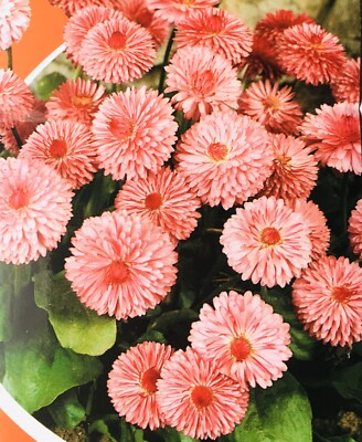 Peach English Daisy Seeds – 200+ Soft Peachy-Pink Blooms – Low-Growing Perennial Flower for Borders, Containers, Pollinator Gardens – USA