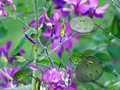 100 Money Plant Seeds – Lunaria annua | Violet Blooms + Silver | Non-GMO | Honesty Plant for Dried Flower Arrangements