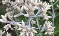 Sweet Everlasting Seeds – Pseudognaphalium – 30mg for Planting, Native Dried Flower, Fragrant White Blooms, Great for Pollinator Gardens