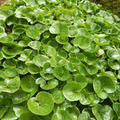 Wild Ginger Seeds 100mg | Asarum canadense | Shade-Loving Perennial Groundcover, Native Herb, Pollinator Friendly, Non-GMO