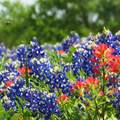 1 Gram Seeds Texas Bluebonnet (Lupinus texensis) for Planting | Iconic Wildflower for Gardens, Meadows, and Pollinator Habitats