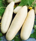 50 Seeds White Wonder Cucumber (Cucumis sativus) – Unique White Skin, Crisp Texture, Sweet Flavor