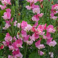 Strawberry Fields Sweet Pea Seeds – 50+ Crimson Red Blooms – Climbing Vine for Trellises, Bouquets, Cottage Gardens Vertical Displays – USA