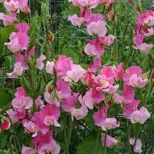Strawberry Fields Sweet Pea Seeds – 50+ Crimson Red Blooms – Climbing Vine for Trellises, Bouquets, Cottage Gardens Vertical Displays – USA