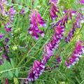 Pygmyflower Vetch Seeds (Vicia minutiflora) | 15 Seeds | Pollinator-Friendly Wildflower | Ground Cover