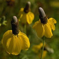 Prairie Coneflower Seeds – Ratibida columnifera – 100mg (~150 Seeds), Native Wildflower, Pollinator-Friendly, Drought-Tolerant Blooms