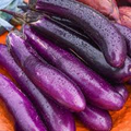 150 Long Purple Eggplant Seeds – Solanum melongena – Heirloom, Mild & Tender, High-Yielding