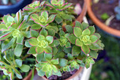 2 Bare Root 2" Live Succulent Plants Aeonium decorum ‘Green’ | Rosette-Forming, Drought-Tolerant, Easy-Care Houseplant