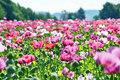 1000 Poppy Pepperbox Seeds, Pink/Purple Culinary Grade, Large Blooms, Non-GMO, USA Grown, Edible Flowers for Garden & Cooking