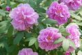 Seaside Pink Rose Fruiting Shrub Seeds – Rugosa Rose Shrub – Hardy Fragrant Rose with Pink Blooms and Hips, Ornamental Hedge Plant for Cold Coastal Gardens