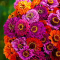 100 Seeds Zinnia Purple Dream Mix – Red Double Blooms, Attracts Butterflies & Hummingbirds, Non-GMO, Easy to Grow, Vibrant Garden Flowers