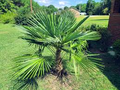 10 Windmill Palm Tree Seeds (Trachycarpus fortunei) – Cold Hardy Fan Palm, 66' Tall