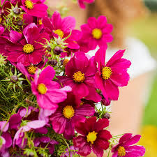 Cosmos Dazzler Seeds – 1g for Planting, Deep Magenta Blooms, Annual Flower, Pollinator Friendly, Easy-Grow Cut Flower for Sunny Gardens