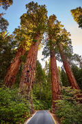 40 Giant Sequoia California Redwood Seeds - Sequoiadendron sempervirens - Grow Majestic Trees, Largest Trees on Earth, Fast Growing