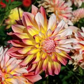 Dahlia Caribbean Fantasy Tuber - Peach, Yellow, Red Blooms, Fast-Growing, Perfect for Cut Flowers, USDA Zones 8-10
