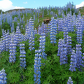 Riverbank Lupine Seeds – Lupinus rivularis – 500mg (~15 Seeds), Native Wildflower, Moist Soil Perennial, Pollinator Friendly, Blue Blooms