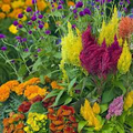 Pampas Plume Mix Celosia (Celosia argentea) | 50-1000 Seeds – Colorful Feathery Plumes for Vibrant Gardens