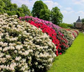 50 Azalea Seed Mix, Mixed Rhododendron Flower Colors, Colorful Shrub Bush, Hardy Perennial, for Gardens, Landscapes & Floral Arrangements