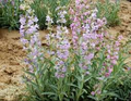 100 mg Seeds Penstemon Angustifolius (Narrowleaf Beardtongue) for Planting | Native Perennial Wildflower for Pollinator Gardens