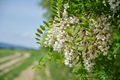 1 Flowering Black Locust Tree (Robinia pseudoacacia) Live Bare Root Plant 1 Feet