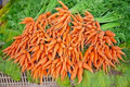 1250 Bulk Carrot Seed | Daucus carota, Microgreens for Sprouting & Planting, Organic Vegetable Seeds, Non-GMO, Fresh Home Garden Supply