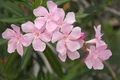 Oleander Pink | Nerium Oleander | 7 Live 6” Unrooted Cuttings | Drought-Tolerant Shrub, Fast-Growing, Evergreen, Flowering Hedge