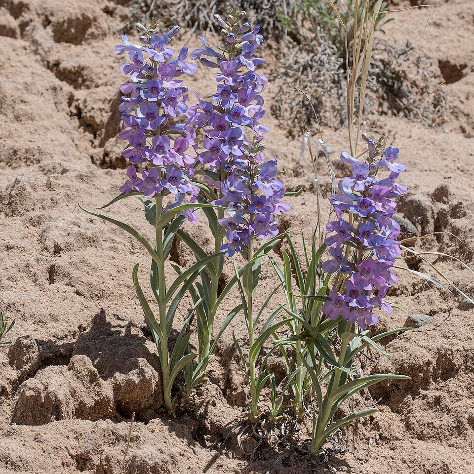 Narrowleaf Penstemon Seeds – Penstemon angustifolius – 100mg for Planting, Native Wildflower, Drought Tolerant, Pollinator Perennial