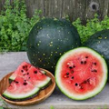15 Seeds Moon & Stars Watermelon (Citrullus lanatus) – Unique Heirloom Variety with Yellow Spots and Sweet Red Flesh