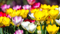 Tulip Pastel Romance Mix - 5 Bulbs, Pink, Purple, White, Salmon Yellow Blooms, Perfect for Gardens, USDA Zones 3-8