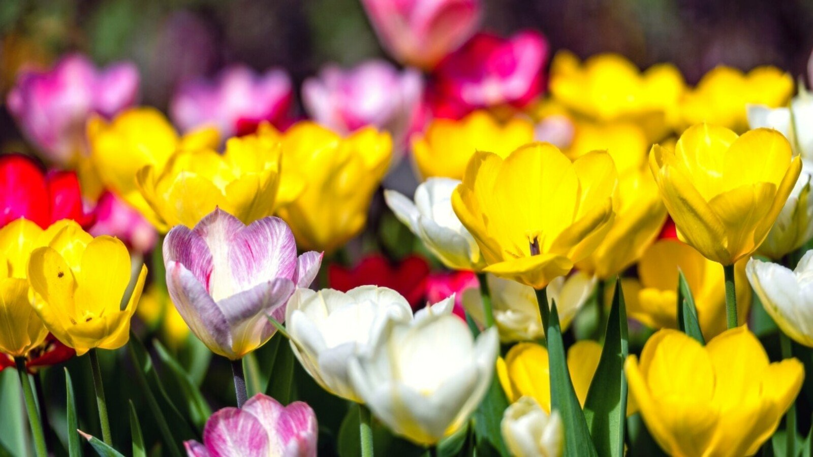 Tulip Pastel Romance Mix - 5 Bulbs, Pink, Purple, White, Salmon Yellow Blooms, Perfect for Gardens, USDA Zones 3-8