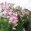 Route 66 Sweet Pea Seeds – 50+ Bright Cherry-Red Blooms – Climbing Vine for Trellises, Cottage Gardens, Bouquets & Borders – USA