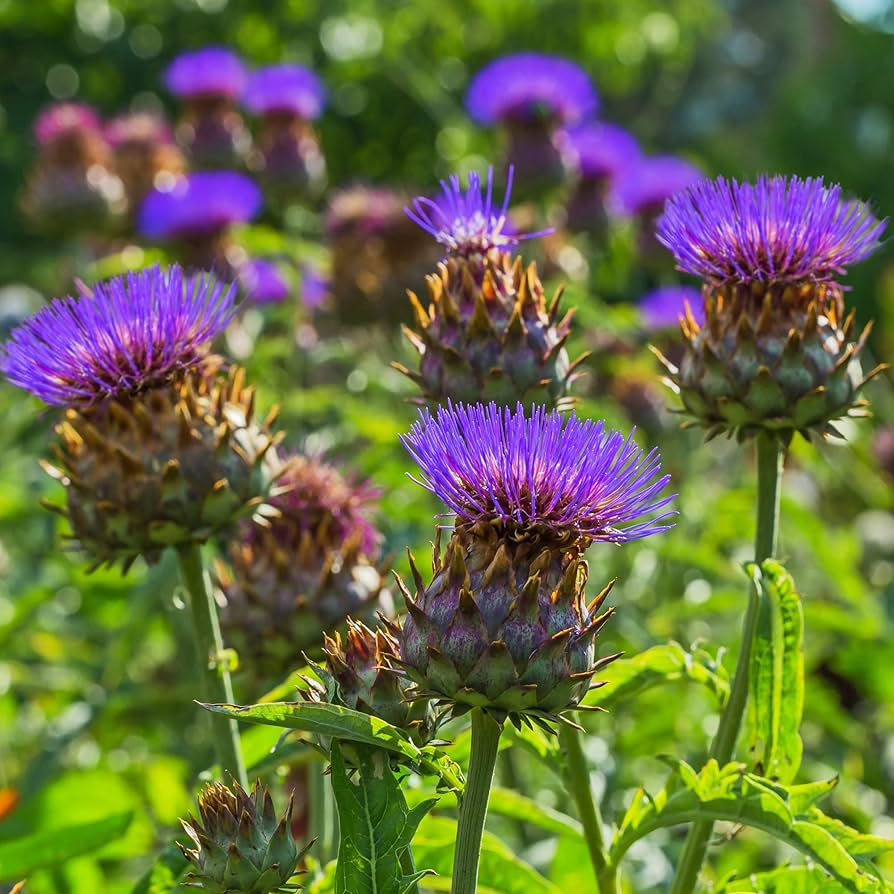 30 Seeds Cardoon, Cynara Cardunculus, Ornamental Edible Perennial with Artichoke Flavor