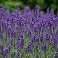 Vera Lavender Seeds – 100mg for Planting, Heirloom Variety, Fragrant Hardy, High Yield, Drought Tolerant, Garden & Container Herb