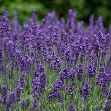 Vera Lavender Seeds – 100mg for Planting, Heirloom Variety, Fragrant Hardy, High Yield, Drought Tolerant, Garden & Container Herb