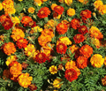 Sparky Mixture Marigold, Tagetes Patula, Vibrant French Marigold Blend for Gardens and Borders