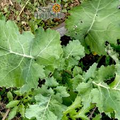 1g Kale Dwarf Siberian Improved Seeds Brassica oleracea | Cold-Hardy, Non-GMO, Heirloom, Nutritious, Easy to Grow, Perfect for Winter Greens
